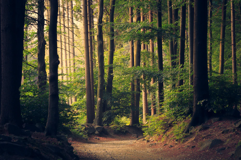 Sunlight falling across a quiet woodland path